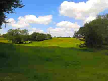 Cattle grazing in the field next to the woodland site (added by manager 29 Sep 2014)