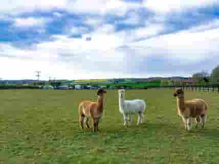 Visitor image of the alpacas and view of the campsite in the back