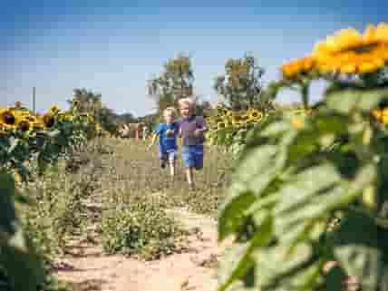 Fun in the sunflower field for the whole family