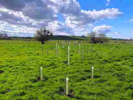 New tree plantings divide up the site