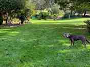 Large area for dogs to roam or run or play (added by visitor 09 Oct 2023)