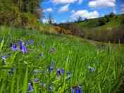 Bluebells in May in the valley (added by manager 30 Jan 2023)