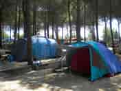 Tent pitches in the pinewood (added by manager 14 Jan 2015)