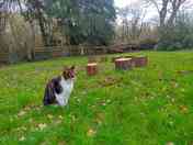 Pub cat in the camping field (added by manager 10 Mar 2021)