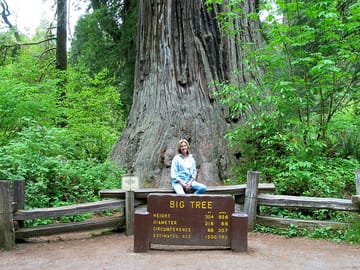 The "Big Tree" Redwood. Just minutes from Kamp Klamath RV Park and Campground. (added by manager 22 Dec 2016)