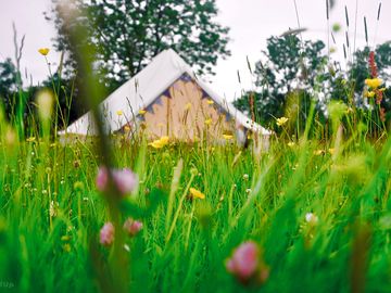 Bell tents among wildflowers