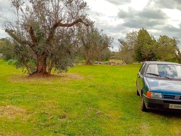 Pitches among olive trees