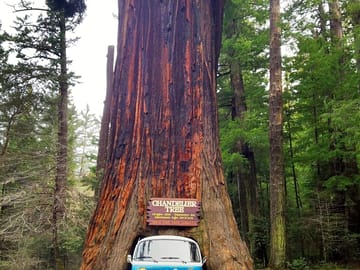Drive through a giant redwood (added by manager 10 Feb 2017)