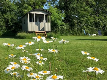 Ox eye daisies (added by manager 12 Jun 2023)