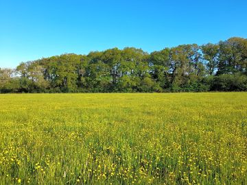 Camping field full of buttercups in May (added by manager 24 Jun 2022)