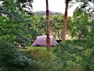 Woodland camping pitch at Beirhope Alpacas