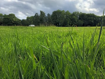 Grassy pitches (added by manager 15 Jun 2017)