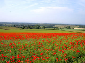 Southwesterly view across field of poppies (added by manager 13 Feb 2014)