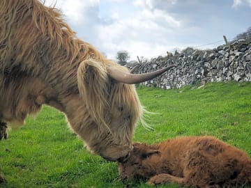 Highland cows around the farm (added by manager 08 May 2019)