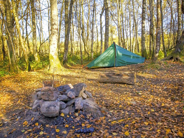 Woodland pitch with tent