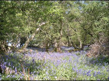 Bluebells in the ancient woodland adjacent to the site. (added by manager 01 May 2013)
