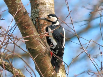 The Greater Spotted Woodpecker has returned, in fact we seem to have a nesting pair. (added by manager 26 Mar 2014)