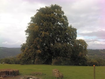 The Big Beech (added by manager 10 Sep 2011)