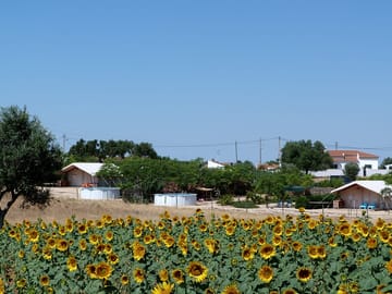 Lodges overlooking the sunflower field (added by manager 09 Apr 2022)