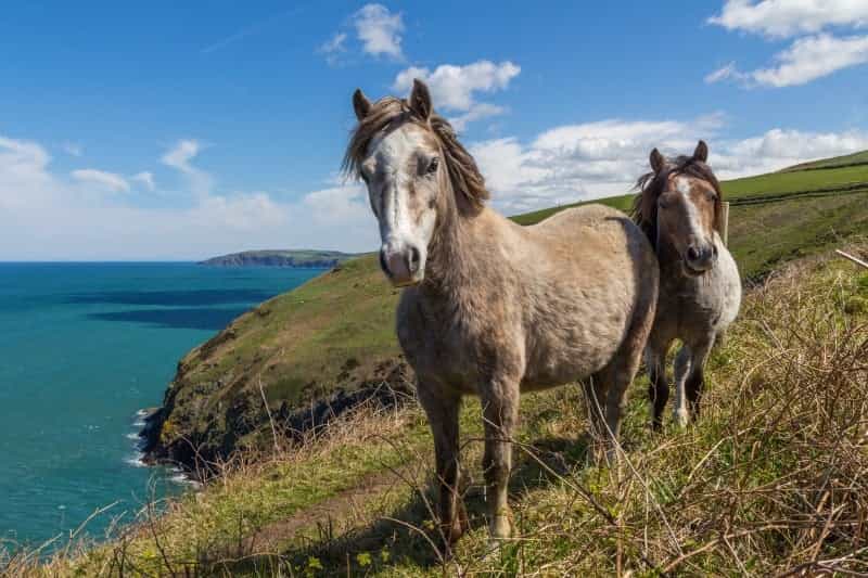 Ponies on the Pembrokeshire Coast Path (Steve Bittinger on Unsplash)