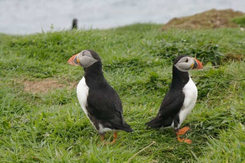 Puffins on the Isle of Mull, Argyll and Bute (David Makin on Unsplash)