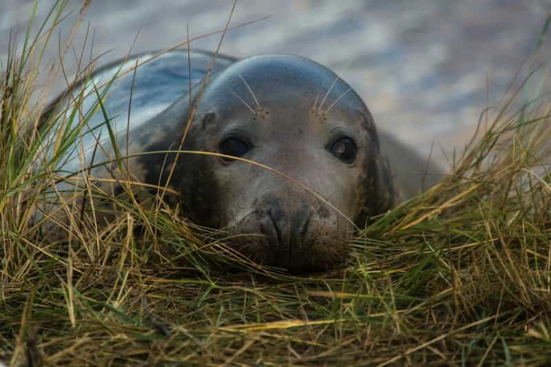 Keep an eye out for seals along the Lincolnshire coast (Diana Parkhouse on Unsplash)