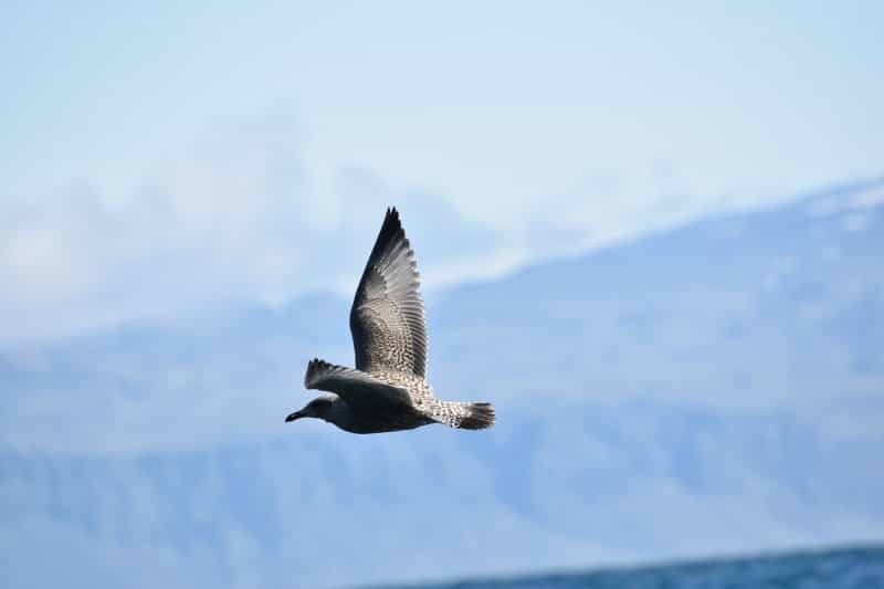 Beware the skua who could divebomb at any second if you stray too close