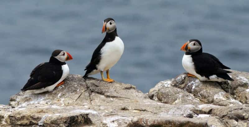 Puffins, one of the county’s favourite birds, use the Farne Island for nesting (David Heslop on Unsplash)