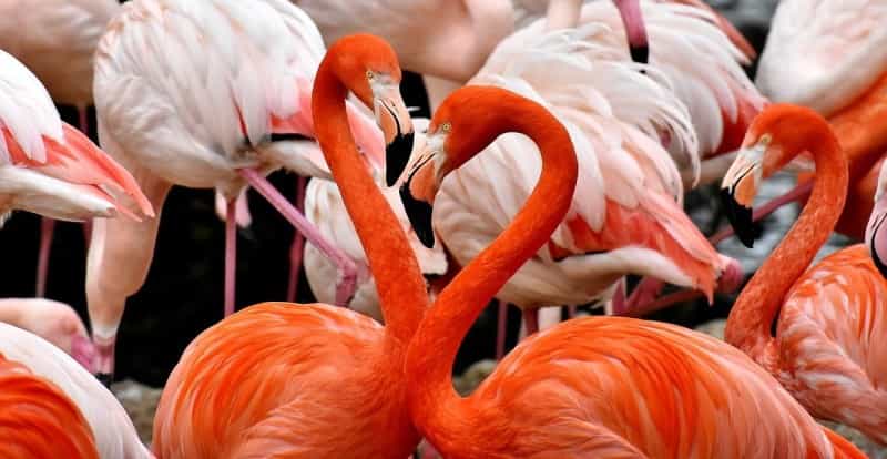 Expect flamingos galore at Llanelli Wetland Centre