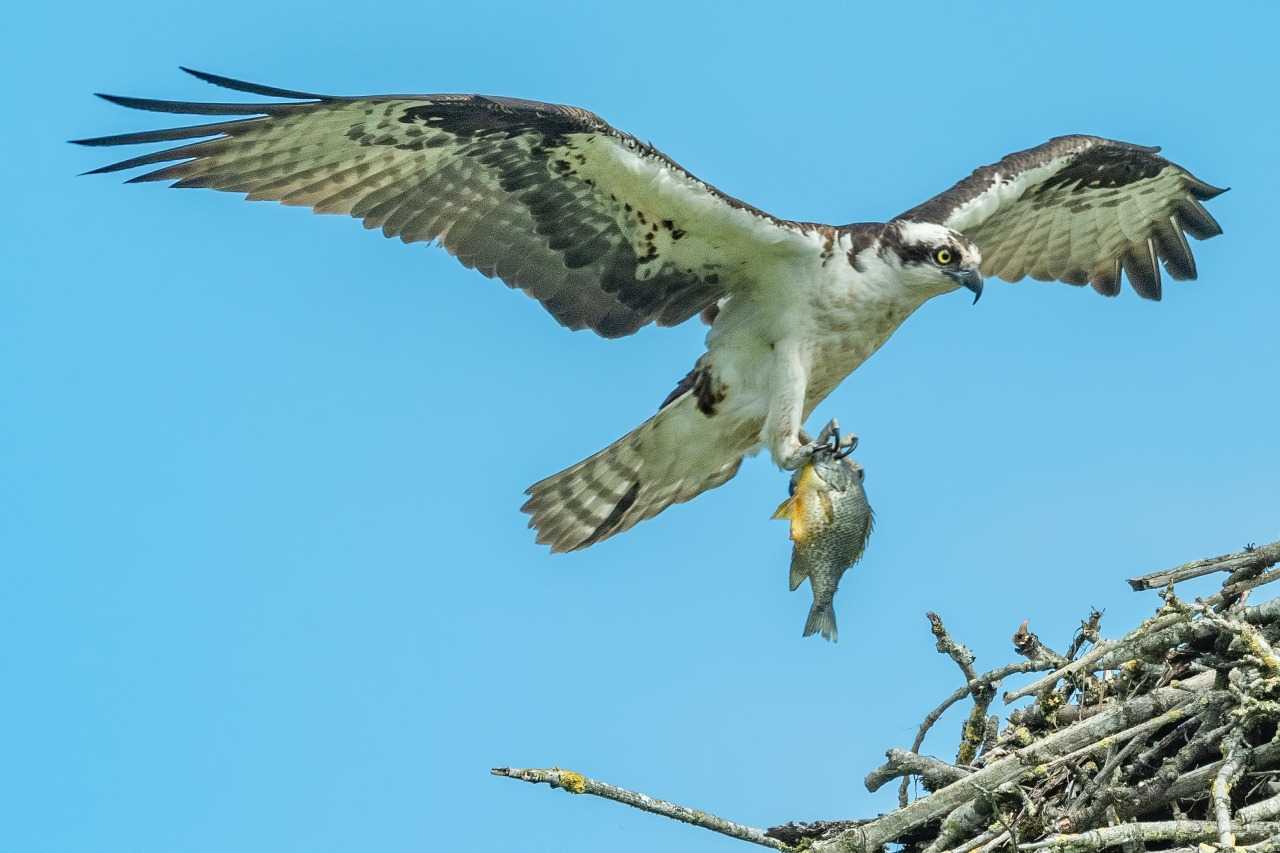 An osprey returns to the nest with dinner