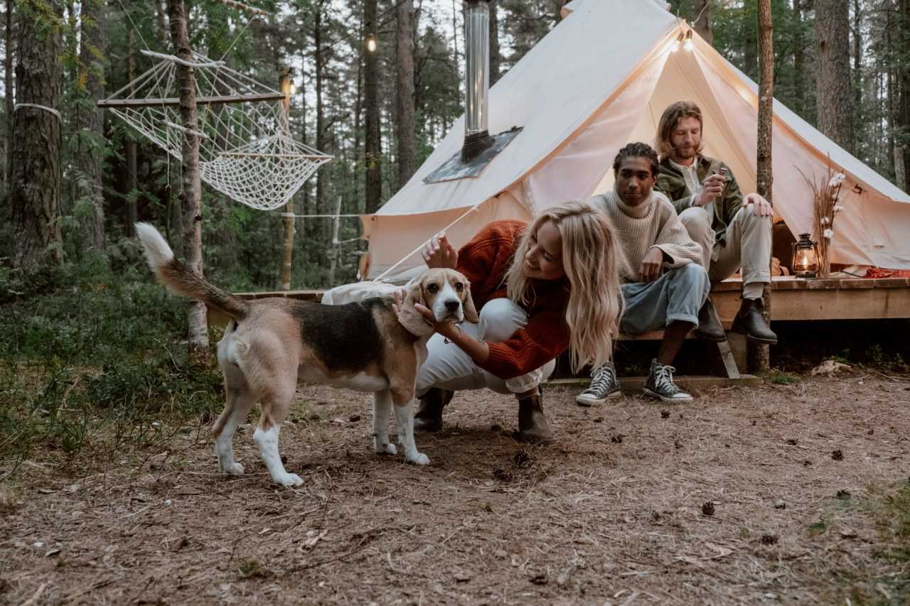Camping at a bell tent with a beagle (cottonbro/pexels)