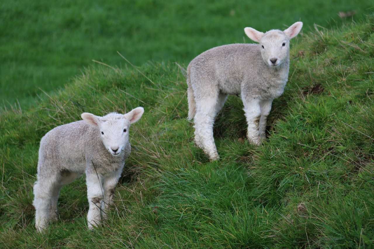 Lambs to bottle feed in spring (Bill Fairs / Unsplash)