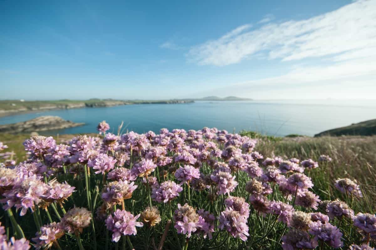 Whitesands Bay is beautiful at any time of year, but particularly pretty in spring (Jonathan Bean / Unsplash)