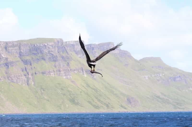 A sea eagle with its catch on the sea off the Inner Hebrides