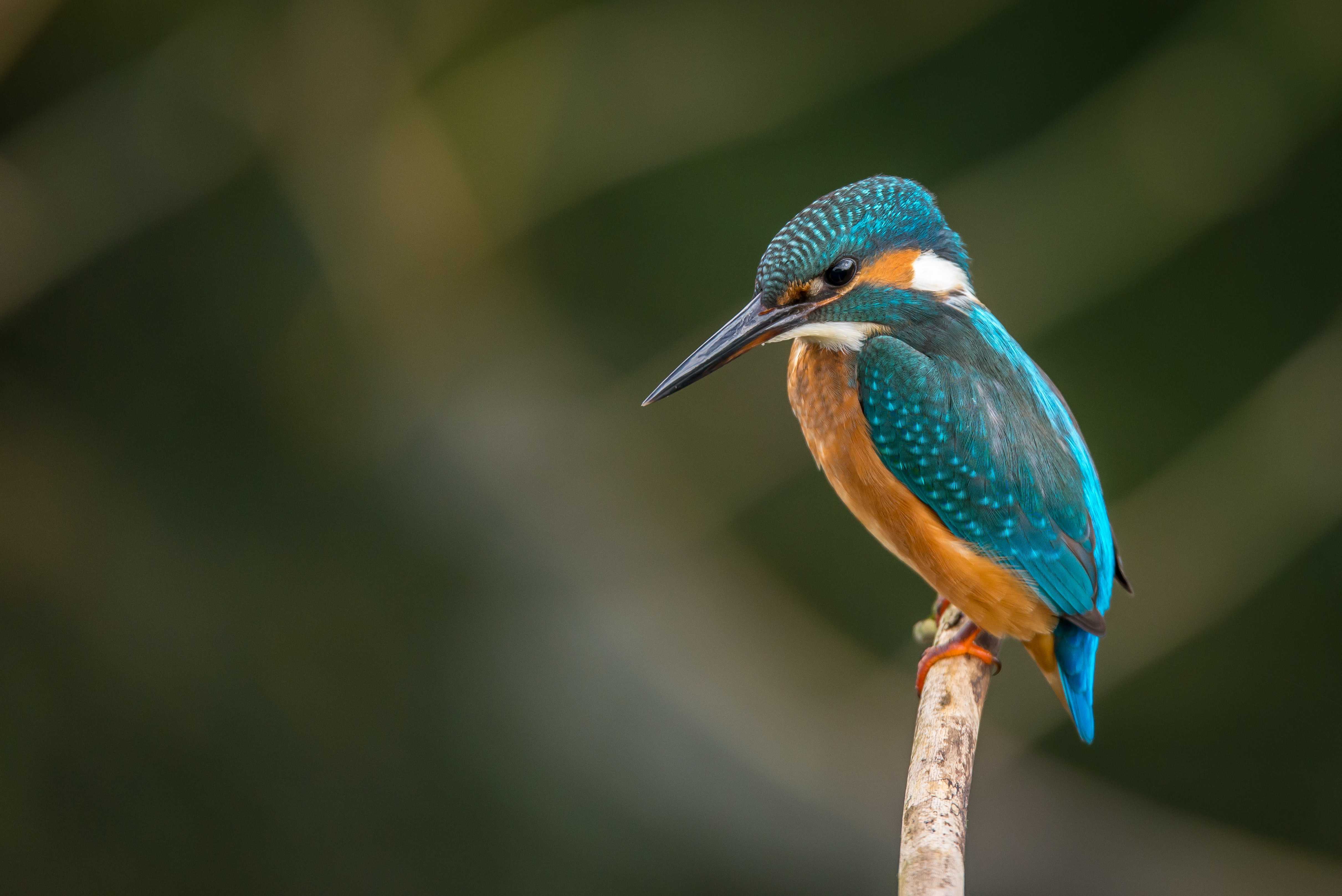 Birdwatching in Somerset - Photo by Vincent van Zalinge on Unsplash