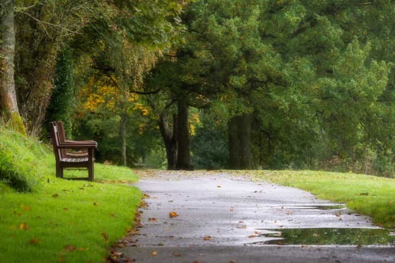 Stroll through green spaces in Almondell & Calderwood Country Park (Gary Ellis / Unsplash)