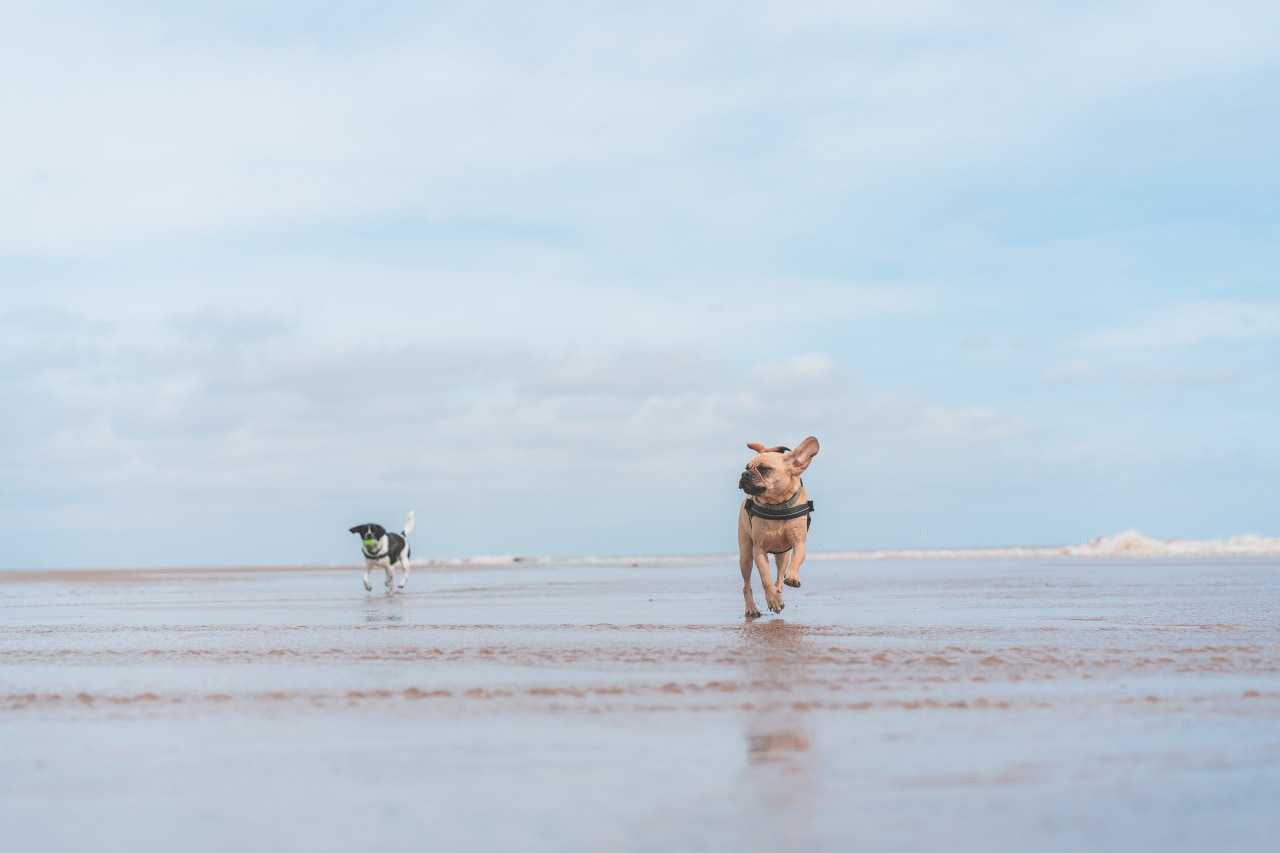 Take your four-legged friends to the Yorkshire coast for a day by the sea (Tom Hills on Unsplash)