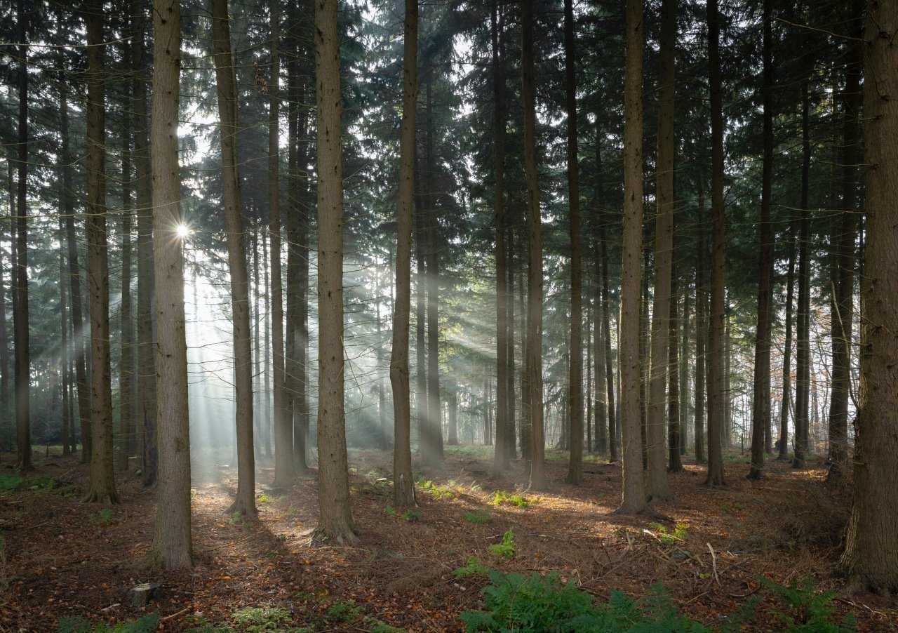 Take a wander through the woodland at Willingham Woods (Sam Egarr on Unsplash)
